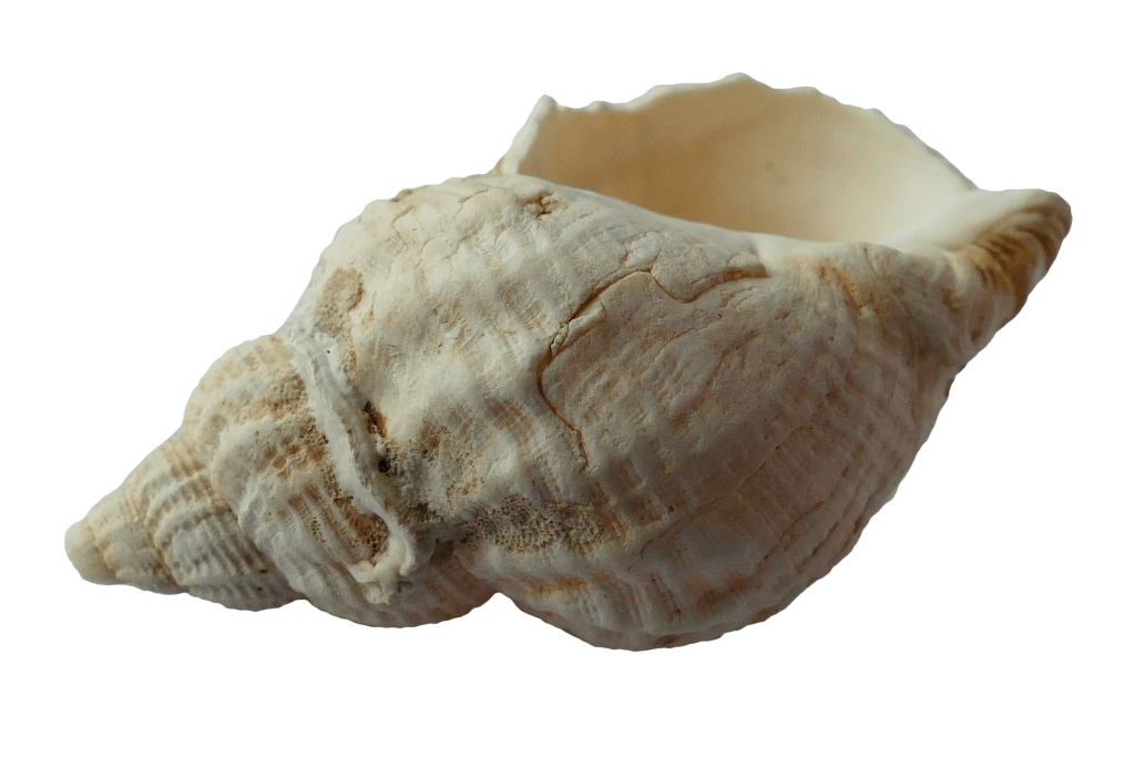 coastal contact conch shell